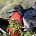frigatebird_magnificent_nsey_v_0185_ecu0386.jpg